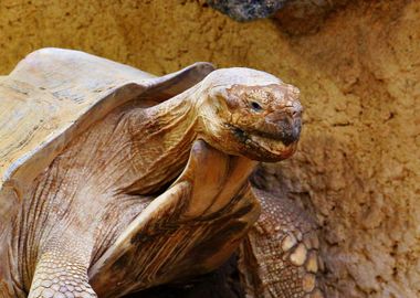 head brown turtle