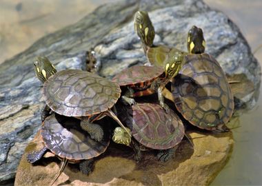 all turtle