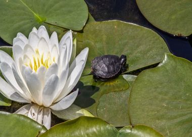 white flower lotus green