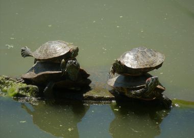 four turtle