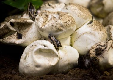 Baby Python Hatching