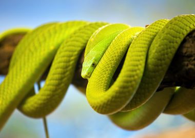 Green Mamba