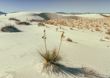 White Sand Landscape