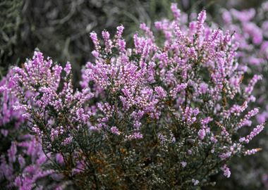 Purple Heather