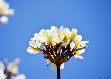 Bunch of white flowers aga