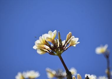 Bunch of white flowers aga