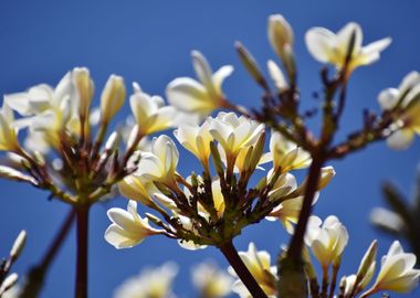 Bunch of white flowers aga