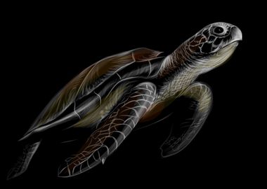 Sea Turtle Sketch