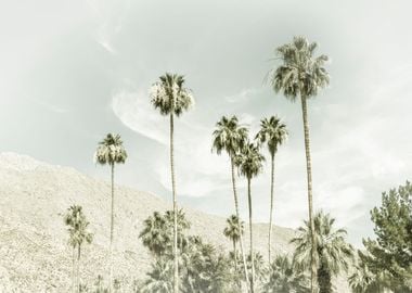 Palm Trees in the desert