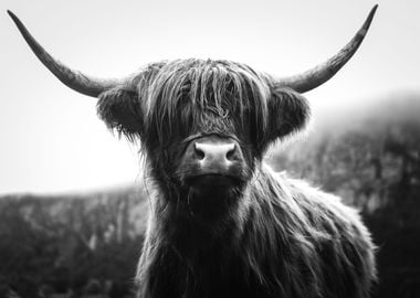 Scottish Highland Cow