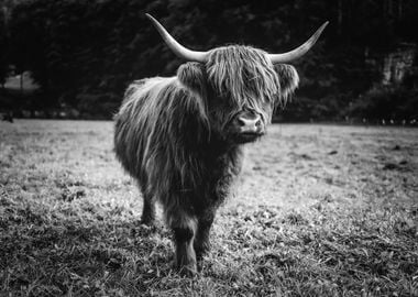 Scottish Highland Cow