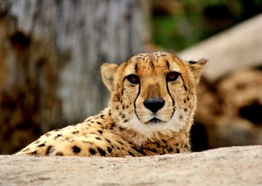 Beautiful cheetah