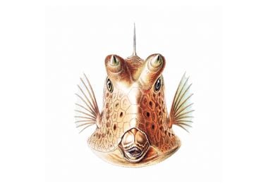 Vintage fish illustration