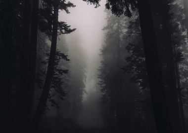 Dark Forest