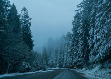 Frozen Forest