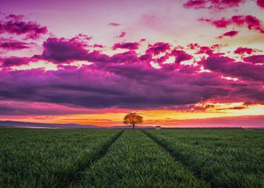 Lone Tree