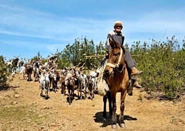 Shepherd with goat herd