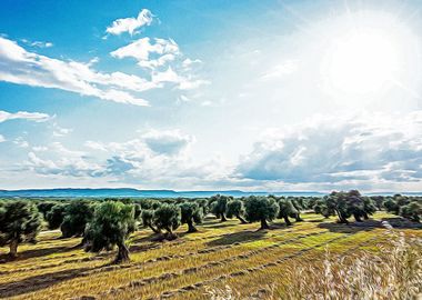 Countryside of Ostuni