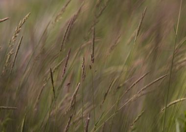 Prairie grass in the wind