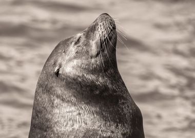 Male Sea Lion