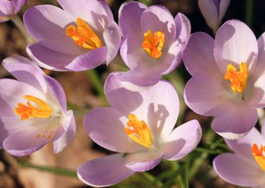 Safran Crocus Flowers