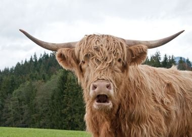 Highland Cow 1