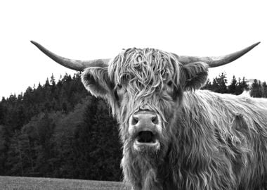 Highland Cow Black White 1