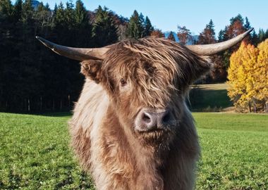 Cute Highland Cow 2