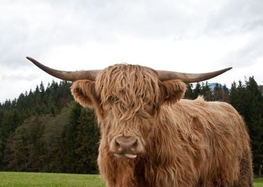 Highland Cow 3