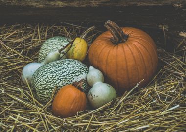 Fall Pumpkins Farm Colorfu