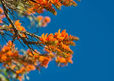 Tree Orange Flowers