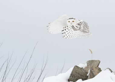 Super Hero Snowy Owl