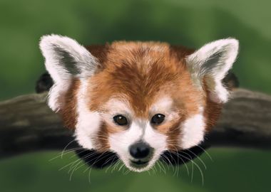 Red panda