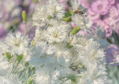 Cloves Flowers