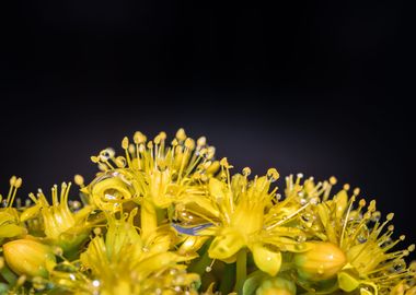 Wet Yellow flowers