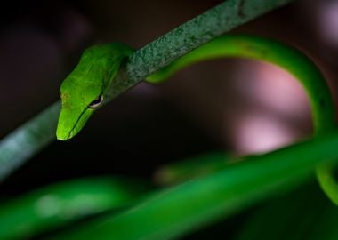 Oriental Whip Snake