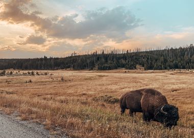 cloud bison