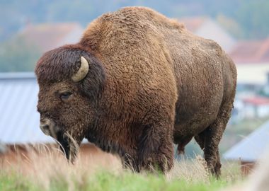 brown bison