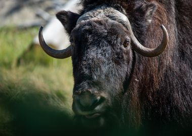 black head bison