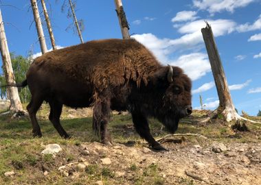 blue cloud bison