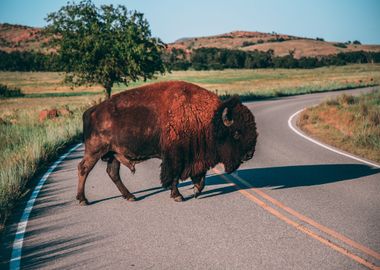 road animal bison