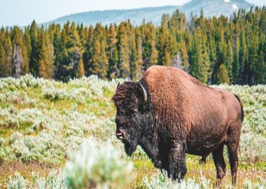 flower bison