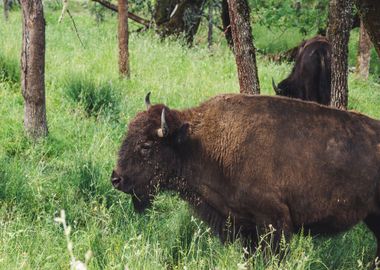 green bison brown