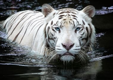 His Majesty White Tiger