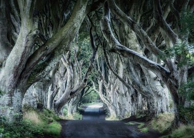 Forest tree Pisa Italy