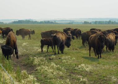 floor green bison