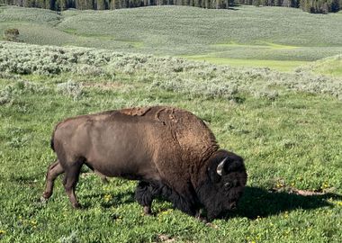 body bison