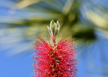 Lemon Bottlebrush