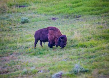 purple bison