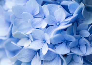 Abstract Blue Flowers